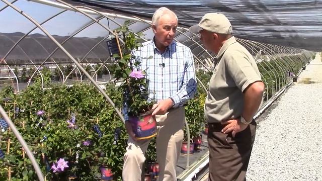How to Prune Double Flowered Clematis смотреть онлайн