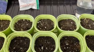 Ошибки и секреты посадки рассады цветов из семян