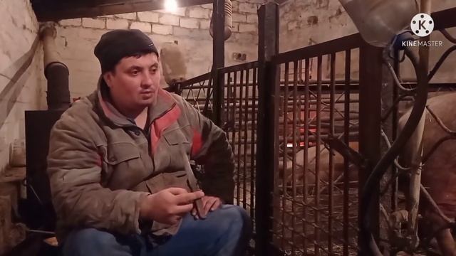 Быки или Свиньи ,Что Лучше Моё Мнение .. смотреть онлайн