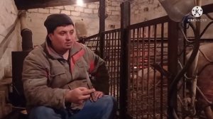 Быки или Свиньи ,Что Лучше Моё Мнение ..