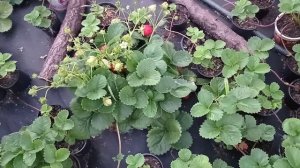 КРАПО 10 Лидер урожайности. Новинка из Италии #НСД #CаженцывУкраине #Крапо10