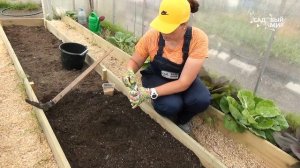 Огурцы сразу в грунт. Время посадить огурцы семенами в теплицу.