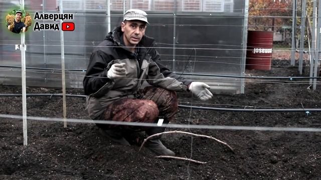 Укрытие винограда на зиму, самый простой и надёжный способ! смотреть онлайн