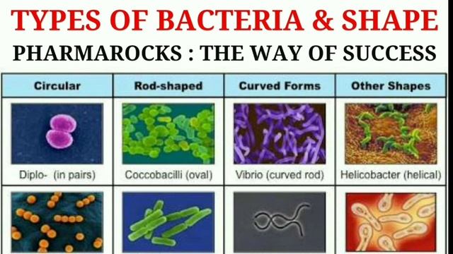 TYPES OF BACTERIA & SHAPED | MICROBIOLOGY | BACTERIA & MICROORGANISMS смотреть онлайн