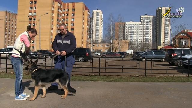 Как научить собаку приносить палку, подзыв в помощь обучению апортировке смотреть онлайн