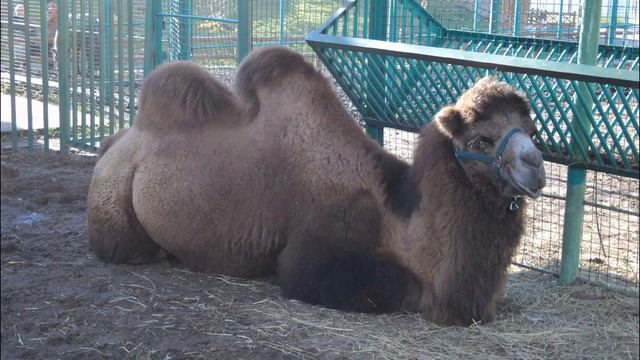Ижевский Зоопарк. смотреть онлайн