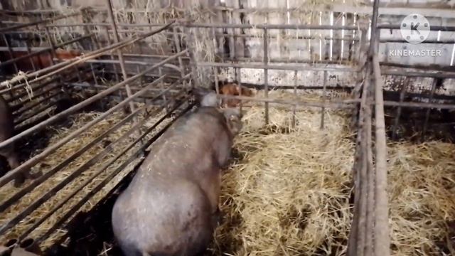 Готовимся к опоросам, раселяю свиноматок по клеткам. смотреть онлайн