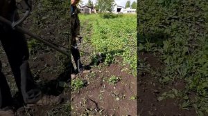 Электротяпка,пробное испытание.