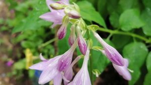 Хосты в ДОМЕ и квартире