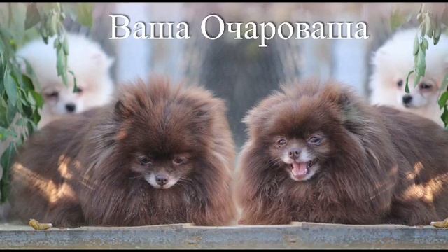 шпиц коричневый. Масятик смотреть онлайн