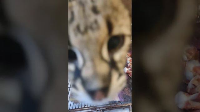 Гибрид сервала и кошки (Саванна ф1) смотреть онлайн