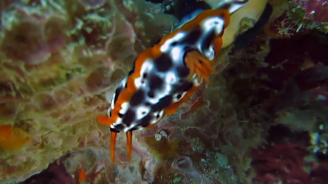 Sea Slugs III смотреть онлайн