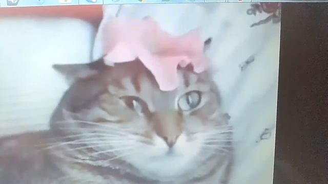 Я принёс тебе петунии. Прикол смотреть онлайн