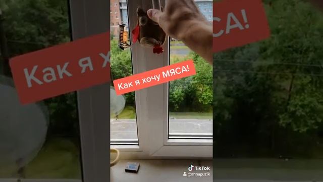 Мяса мне дай!