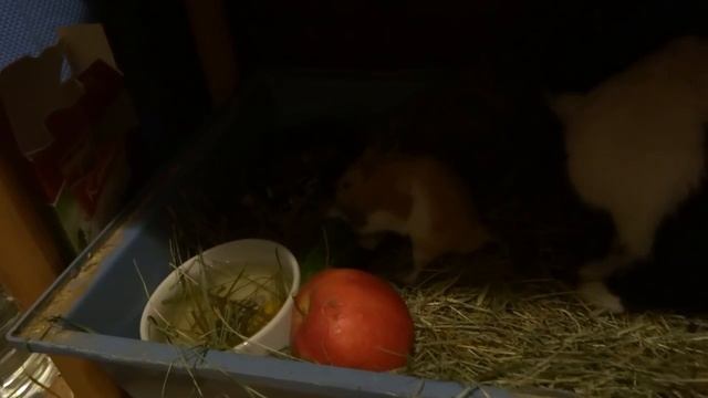 хомячок Персик на прогулке))) смотреть онлайн