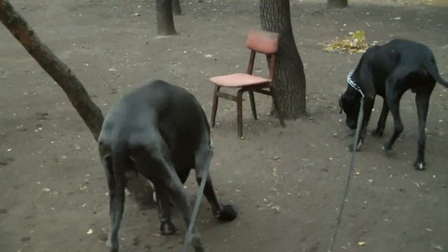 Выгул собак в Москве http://www.dogclass.ru/ смотреть онлайн