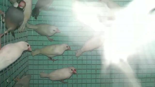 Java Finch breeding tips and gender identification смотреть онлайн