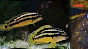 Рыбка юлидохромис. Совместимость, содержание, размножение. Цихлиды Танганьики в аквариуме.