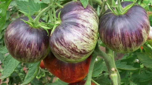 Новая серия крупноплодных томатов смотреть онлайн