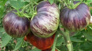 Новая серия крупноплодных томатов