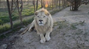 ВЕЧЕРНЯЯ ПЕРЕКЛИЧКА  ЛЬВОВ  В ТАЙГАНЕ .Крым.