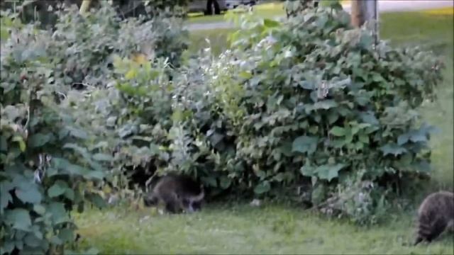 raccoon Енот смотреть онлайн