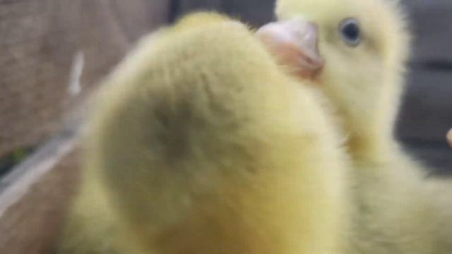 Маленькие гусята. смотреть онлайн