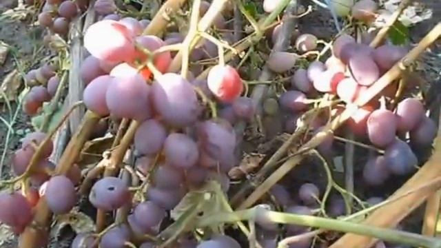 Сорт винограда Виктория. смотреть онлайн