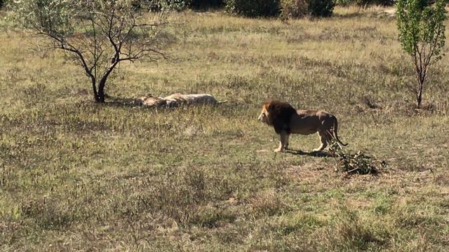 Персею приглянулась львица Кая! Тайган Lions. Taigan. Crimea смотреть онлайн