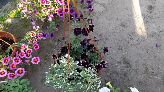 Миксовые кашпо с вегетативной петунией и калибрахоа. смотреть онлайн