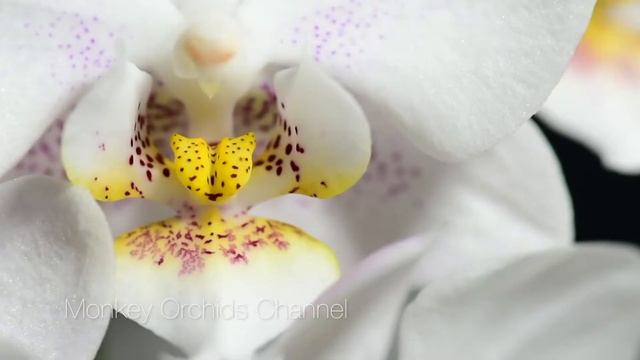 Phalaenopsis Rothschildiana (phal.Amabilis X Phal. Schileriana)