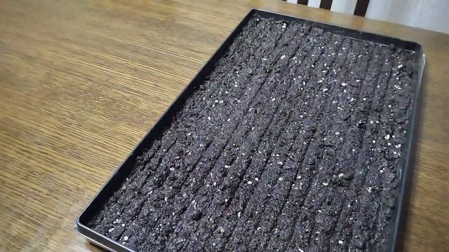 Петуния из семян. Посев петунии надёжным способом. смотреть онлайн