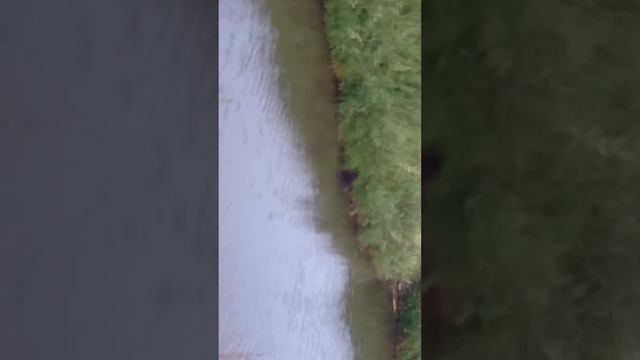 Бобер в Белоярском смотреть онлайн