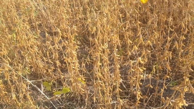 Соя 30 ц/га? смотреть онлайн