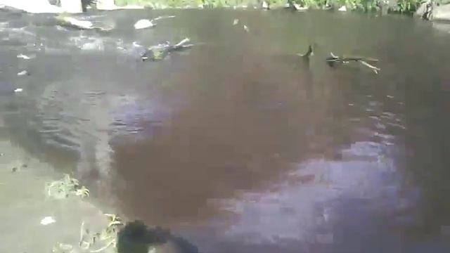 Мертвая Рыба смотреть онлайн