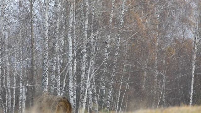 Видео охота на тетерева с манком Hunterhelp 3 PRO