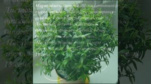 Мирт. Myrtus. Всё о мировом дереве.