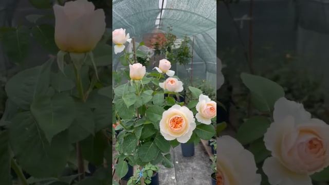 «Джульетт» английская Роза на штамбе 2 цветение ? #штамбовыерозы #штамбы смотреть онлайн