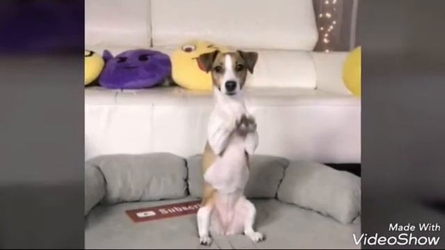 Элиди  с питомцами