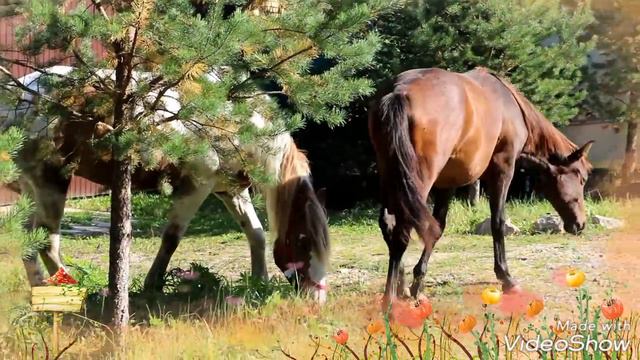 Сентябрь. ПРИРОДА ПОДМОСКОВЬЯ. смотреть онлайн