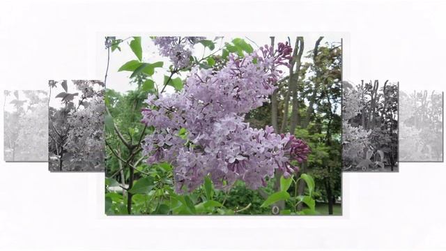 Душистая сирень 1 смотреть онлайн