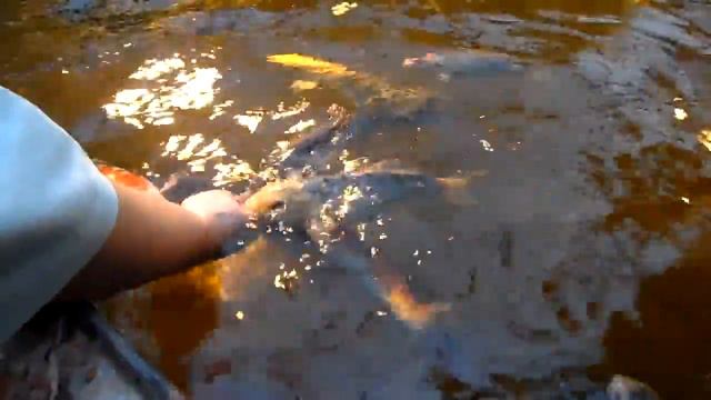 Ручная рыба. смотреть онлайн