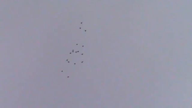 Пермские голуби. ч.2.