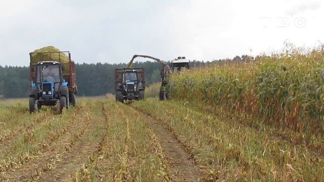 Репортаж из филиала "Павлово-Агро" ОАО "Слонимский мясокомбинат" смотреть онлайн