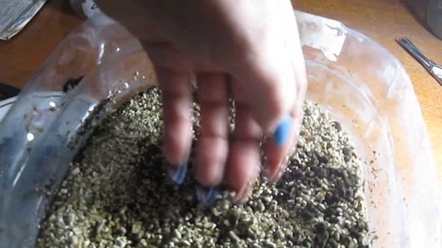 ПОСАДКА ЛУКА НА РАССАДУ СЕМЕНАМИ в 5 литровых бутылках/ КОГДА И КАК сажать ЛУК Эксибишен и др.! смотреть онлайн