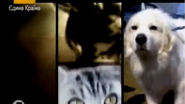 Кавалер кинг чарльз спаниель — собака для активных людей (англ. King Charles Spaniel) смотреть онлайн