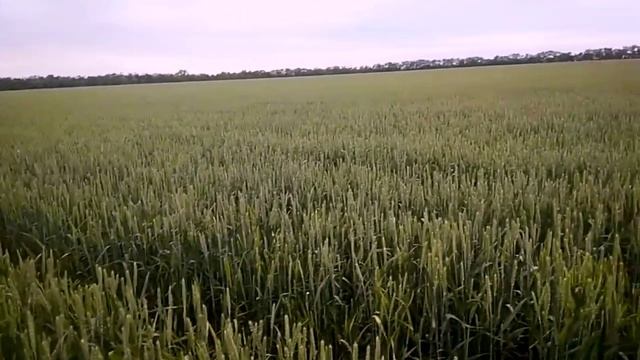 обзор пшеницы когда кормить по колосу?