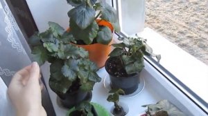 БЕГОНИЯ ЭЛАТИОР -  размножение в торфяных таблетках.  BEGONIA ELATIOR