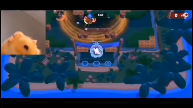 Хомяк Симба играет в Brawl Stars смотреть онлайн