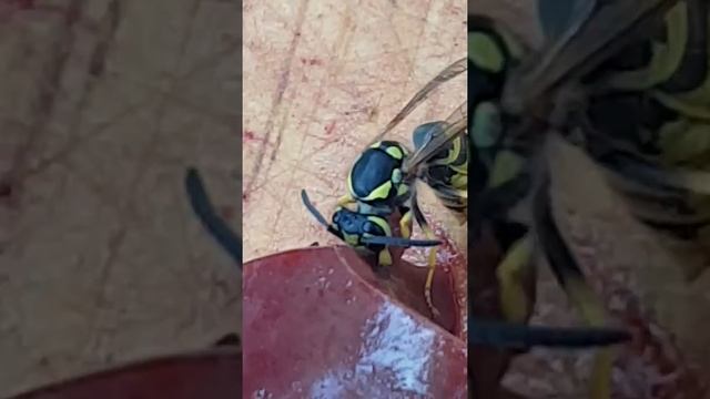 Чем питаются Осы смотреть онлайн